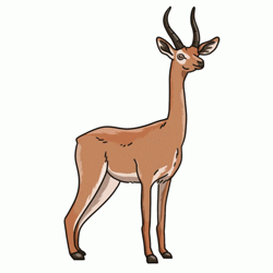 Gif animé gazelle regarde